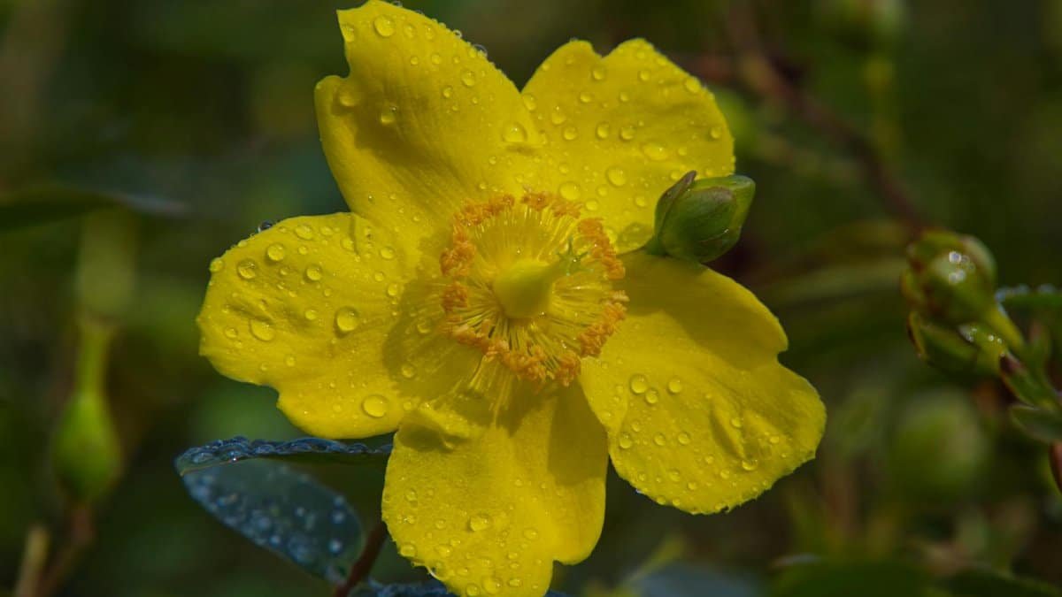 A vibrant yellow flower with dew drops captured in a close-up shot, showcasing nature's beauty.