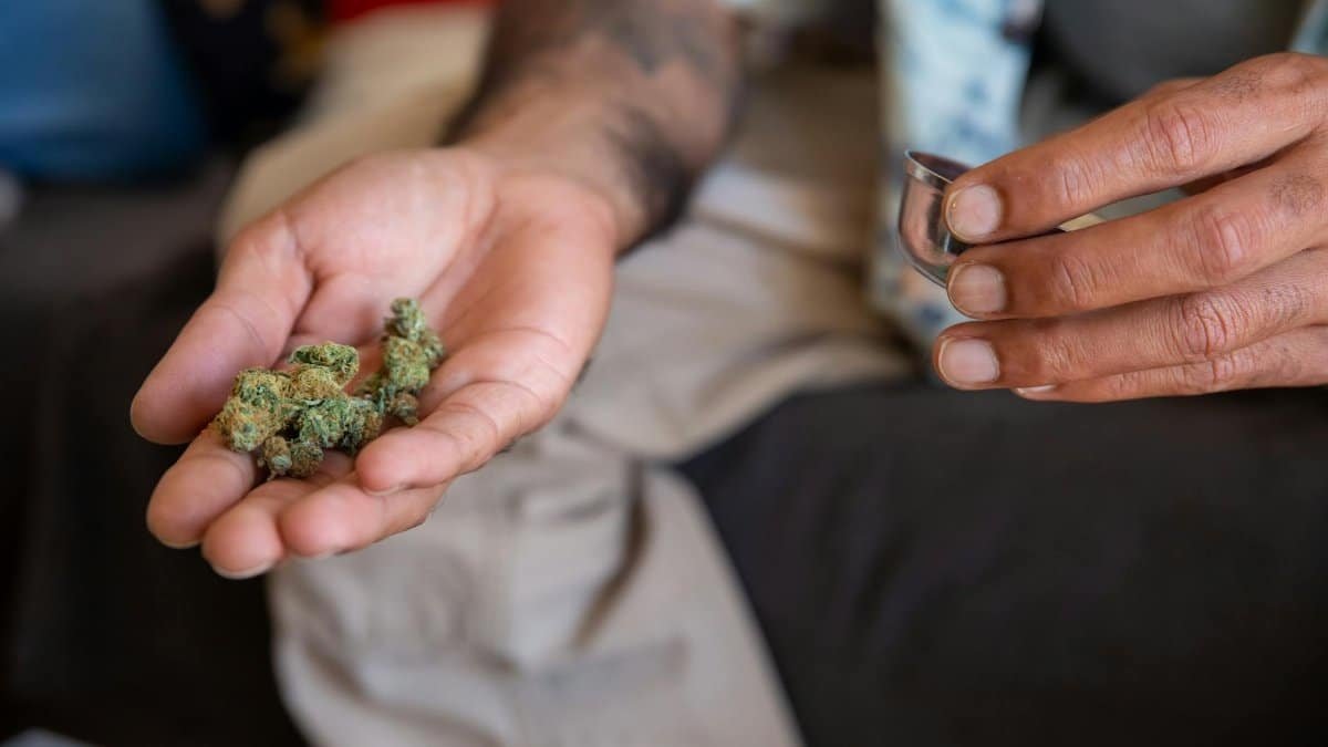Close-up of an adult's hand holding cannabis buds with a canister, showcasing herbal marijuana use.