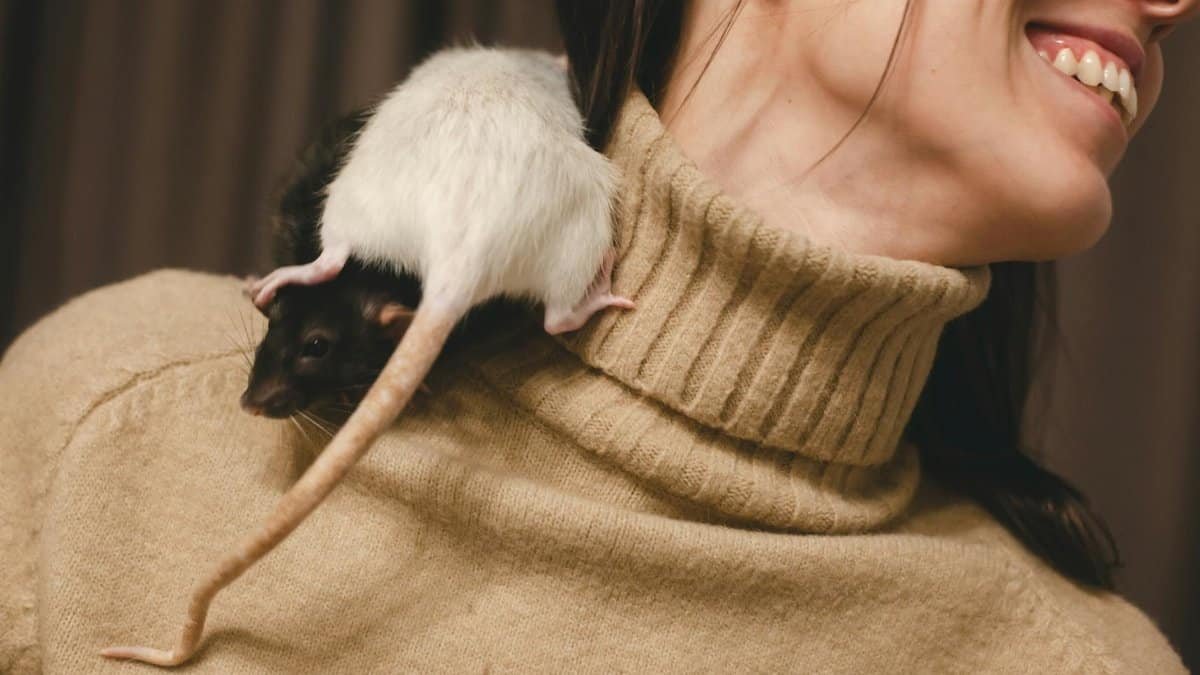 Close-up of a woman smiling with a rat on her shoulder wearing a turtleneck sweater.