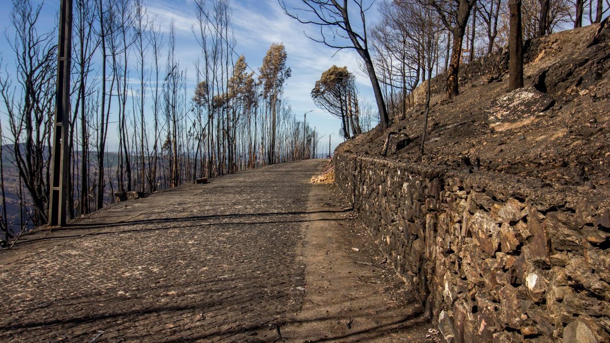 A burnt forest path bordered by a stone wall, under a clear blue sky, after a wildfire.
