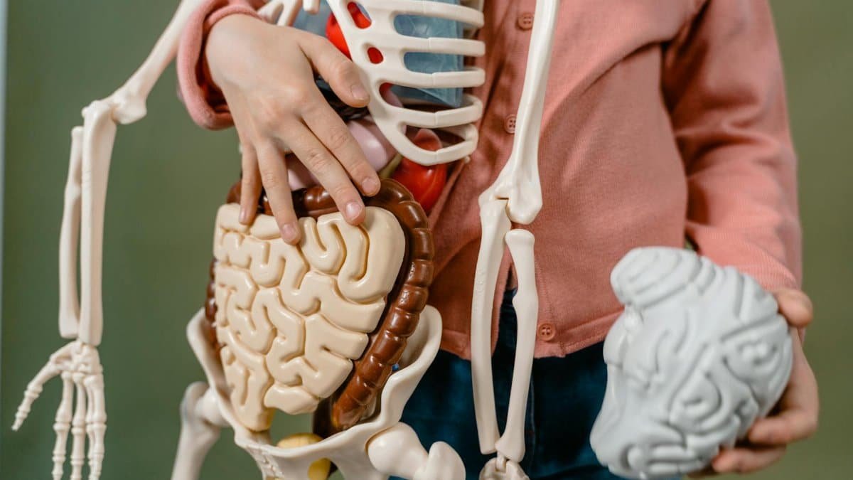 A child interacts with a detailed anatomical skeleton model, showcasing the brain and digestive system.