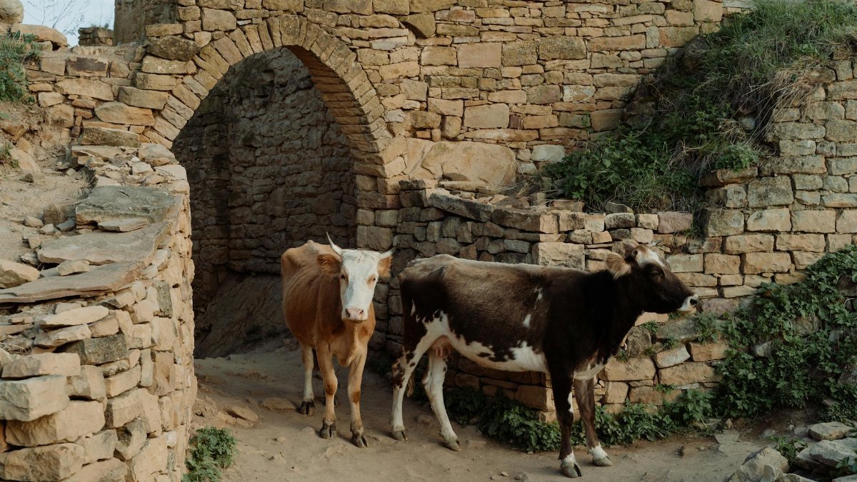 Two cows stand in a rustic stone passage, highlighting rural life against ancient ruins.