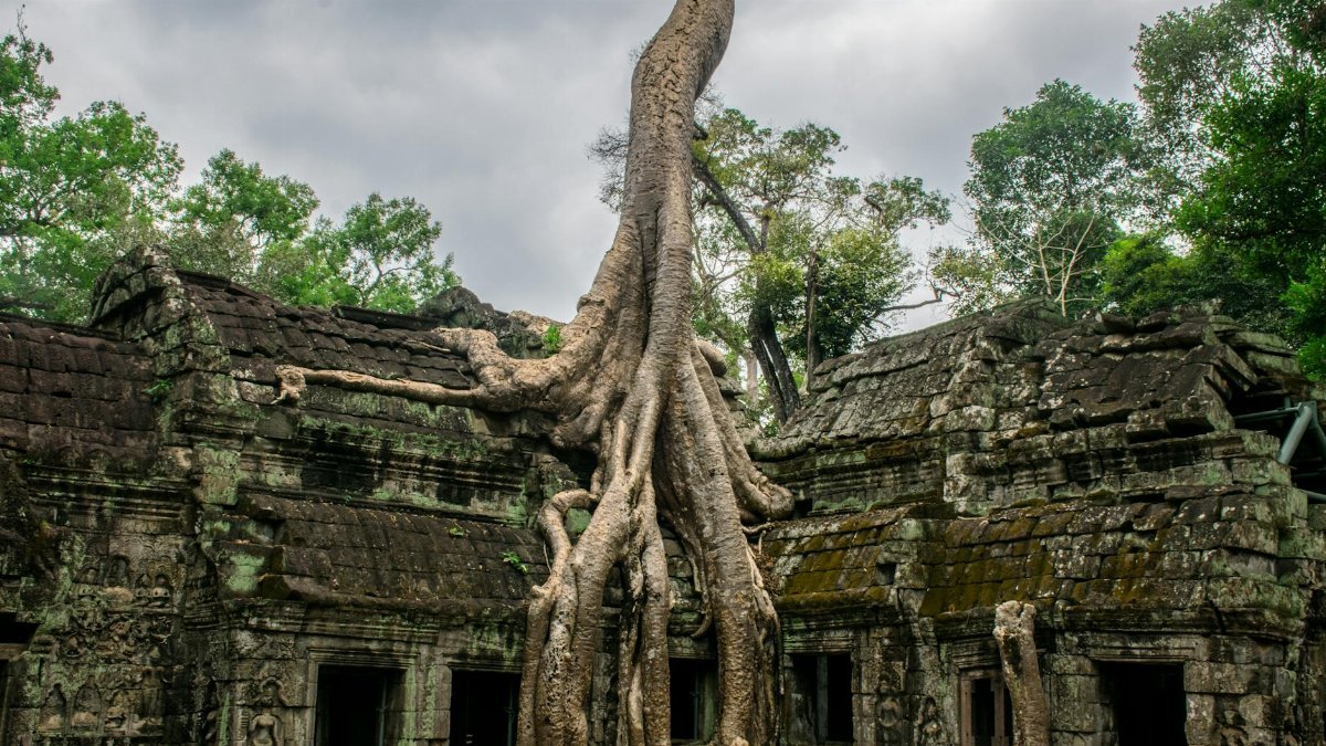 A stunning view of ancient tree roots growing over Ta Prohm temple ruins in Cambodia.