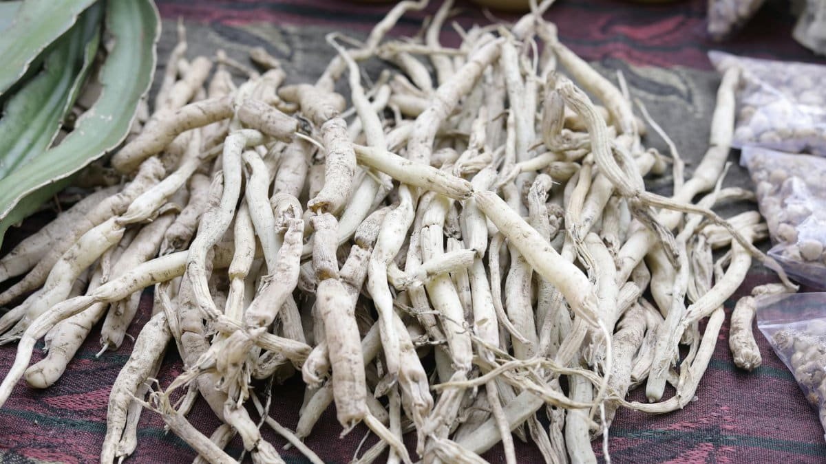 Close-up of dried white musli roots arranged on cloth, showcasing traditional herbal medicine.