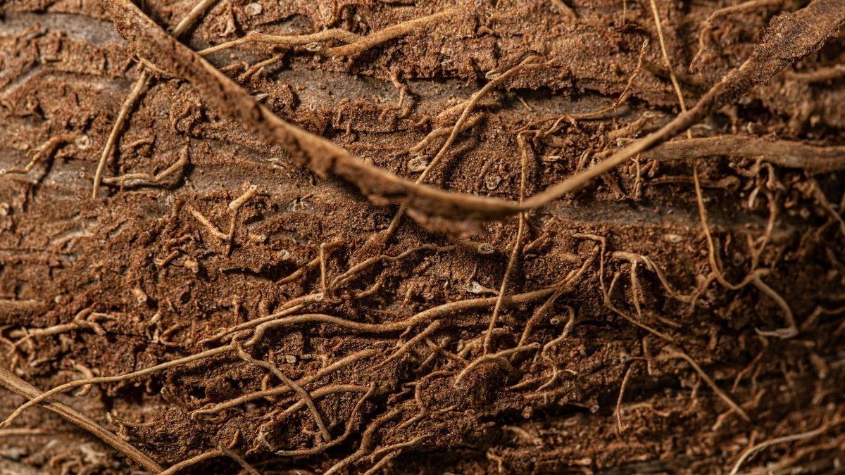 Detailed close-up of roots and brown soil showing natural texture and complexity.