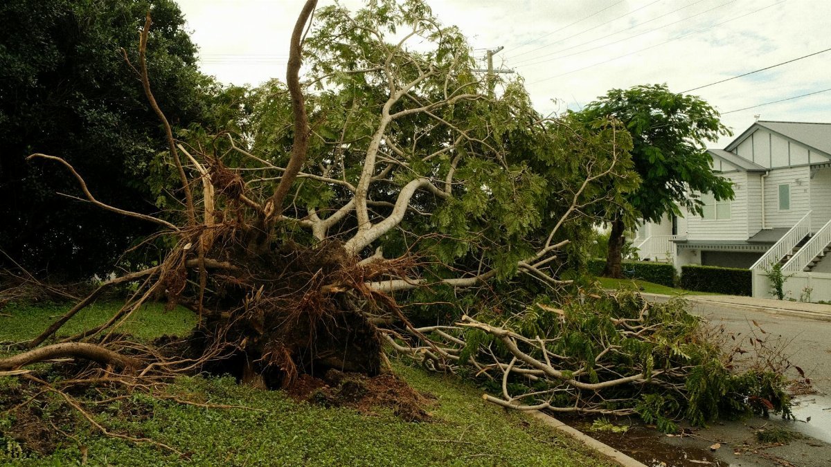 Uprooted tree lies on suburban street after a violent storm, showcasing nature's power.