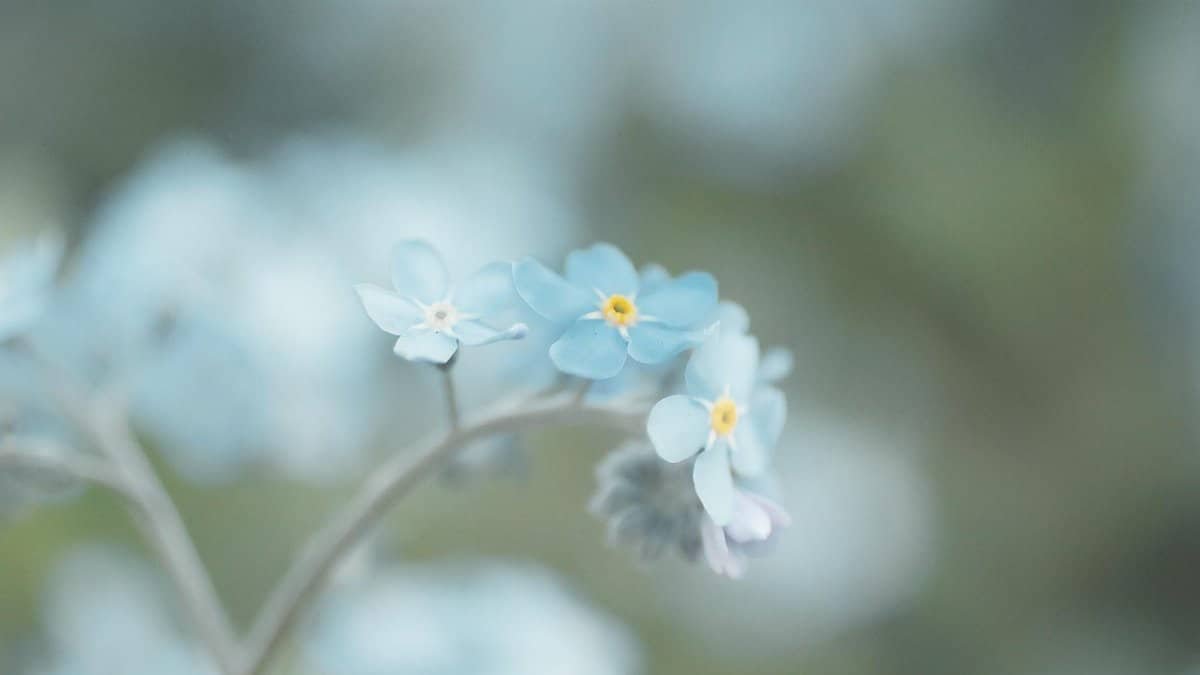 Close-up of beautiful blue forget-me-not flowers with soft focus background.