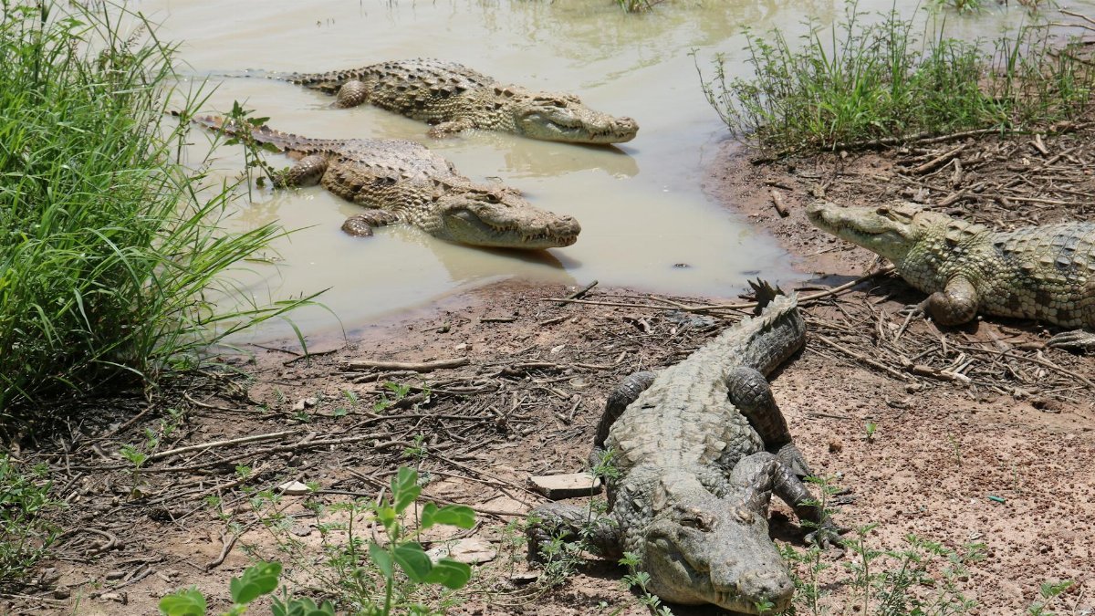 Four crocodiles resting by the swamp in a natural habitat.