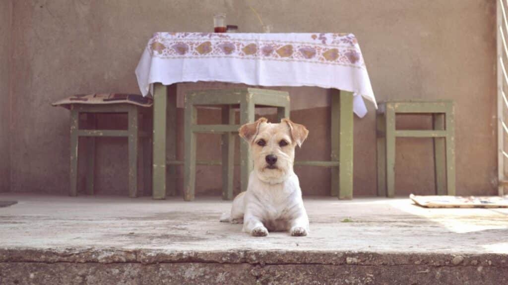 Adorable Jack Russell dog on a vintage patio in Belgrade, Serbia, next to rustic furniture.