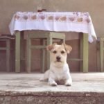 Adorable Jack Russell dog on a vintage patio in Belgrade, Serbia, next to rustic furniture.