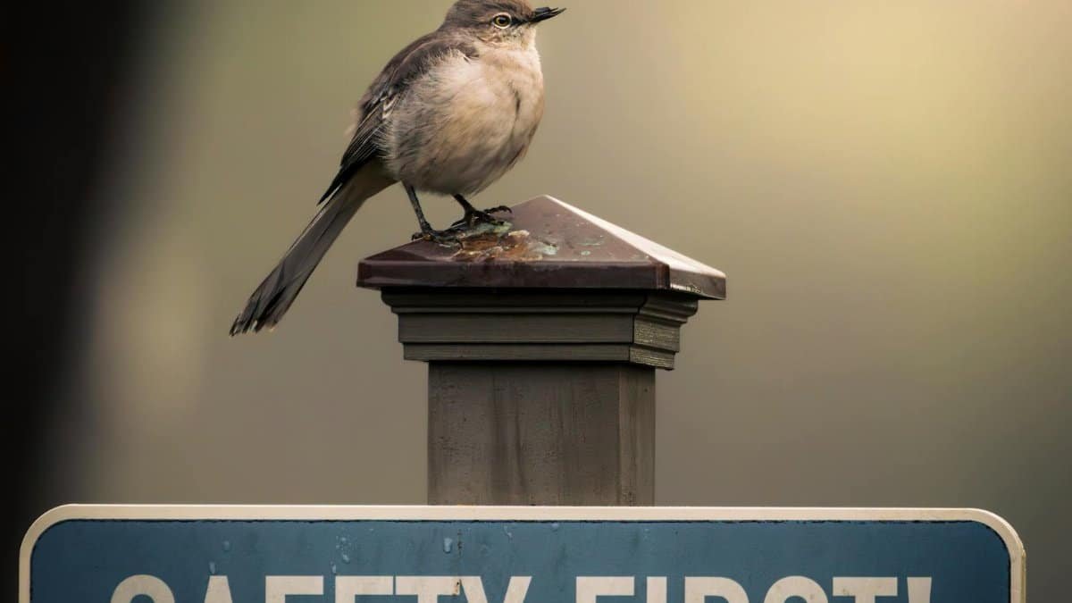A bird calmly sits atop a sign with the words 'Safety First!', suggesting a peaceful, observational moment.