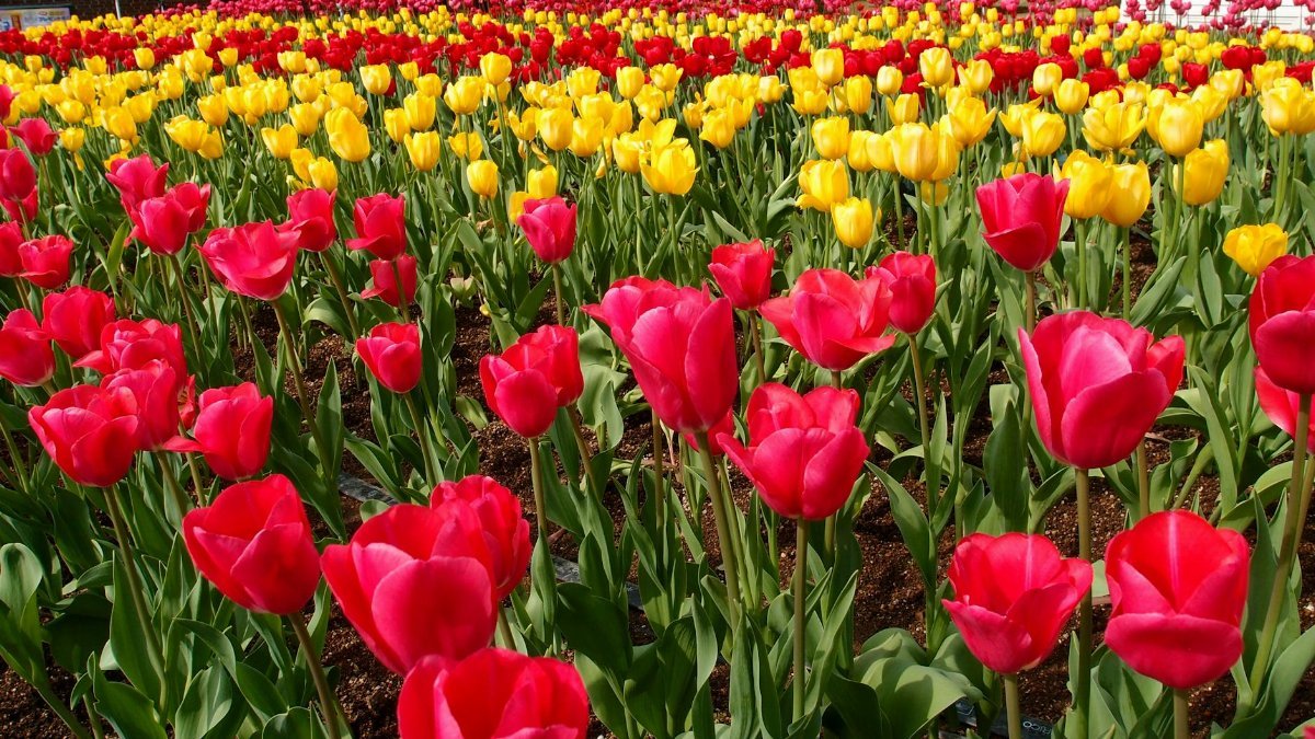 A colorful field of red and yellow tulips in a garden setting during the day.