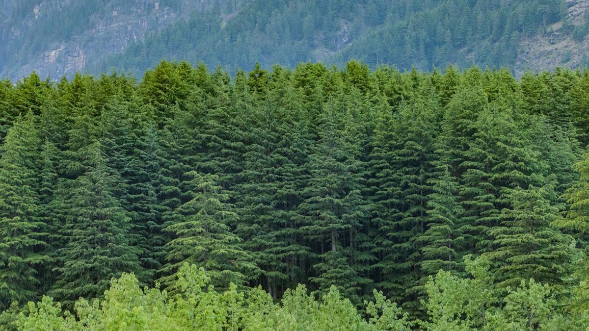 Dense evergreen forest with majestic mountain backdrop in Manali, India.