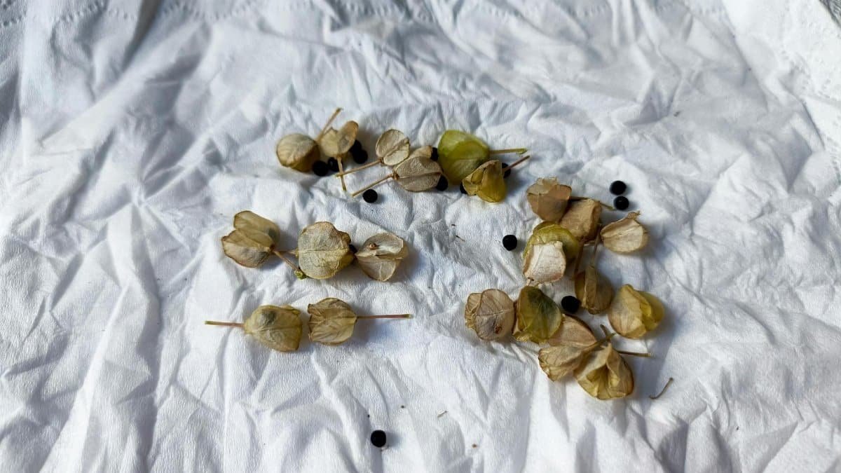 Dried seed pods with black seeds scattered on crumpled white fabric surface.