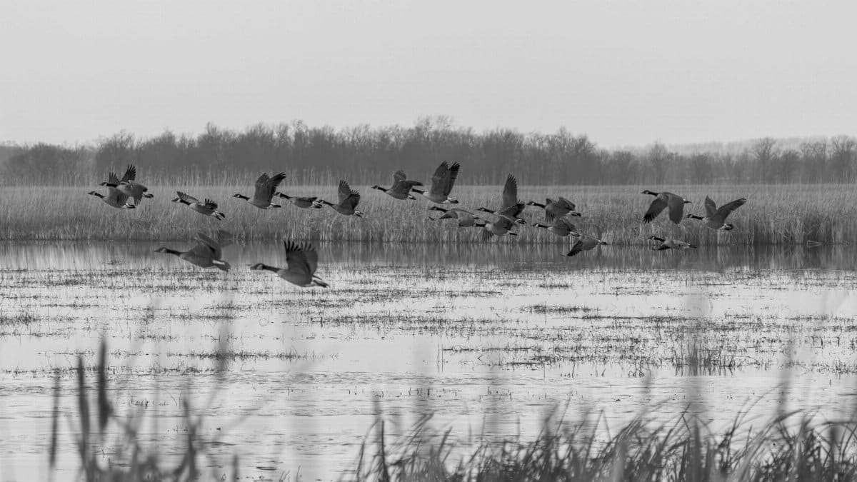 A flock of Canadian geese take flight over the serene wetlands of Seneca Falls, New York.