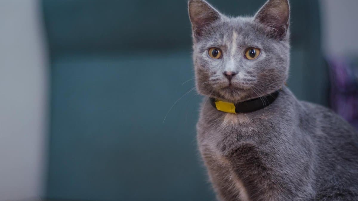 Close-up of a cute gray cat with striking yellow eyes seated indoors, wearing a collar.