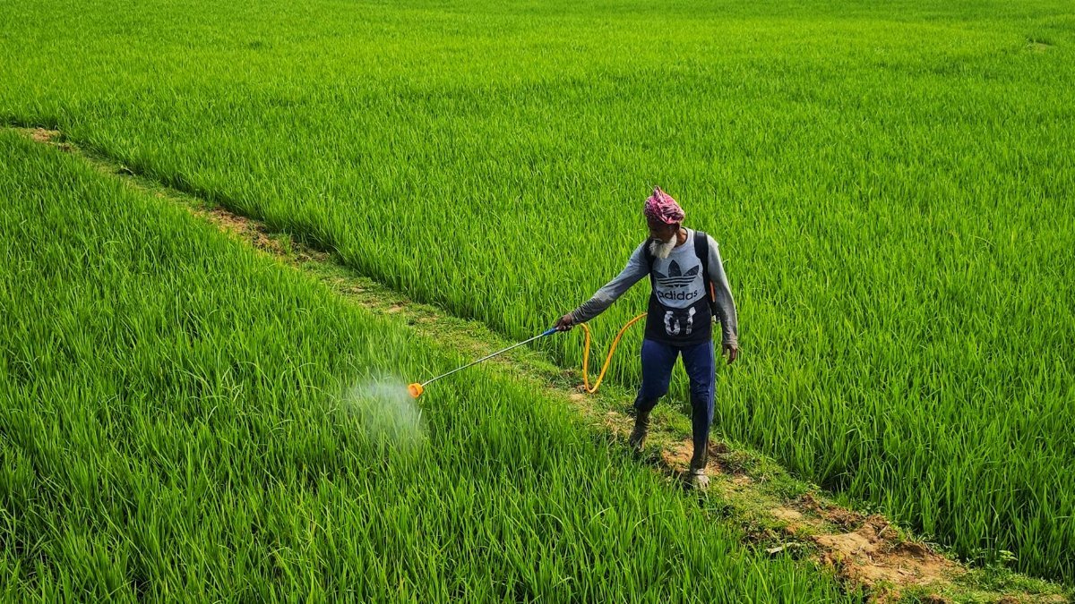 A farmer sprays pesticide in lush green paddy fields under the summer sun, Bolpur, India.