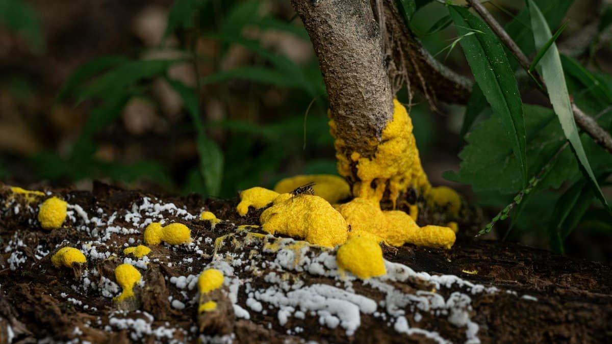 Detailed view of vibrant yellow slime mold growing on a tree trunk in a forest setting.