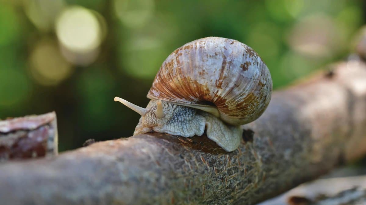 Detailed close-up of a garden snail on a tree branch surrounded by blurred foliage.