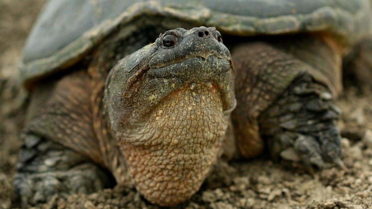 A detailed portrait of a Common Snapping Turtle (Chelydra serpentina) resting on dry soil, showcasing its rugged shell.