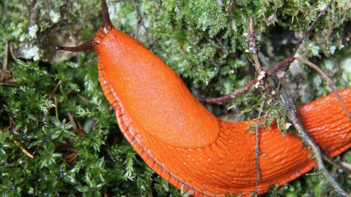 Close-up of a red Arion vulgaris slug crawling on moss in a forest setting.