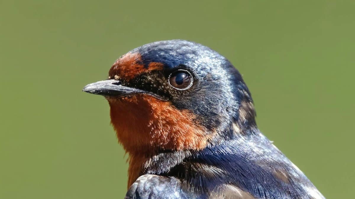Detailed close-up of a colorful barn swallow with a vibrant green background.