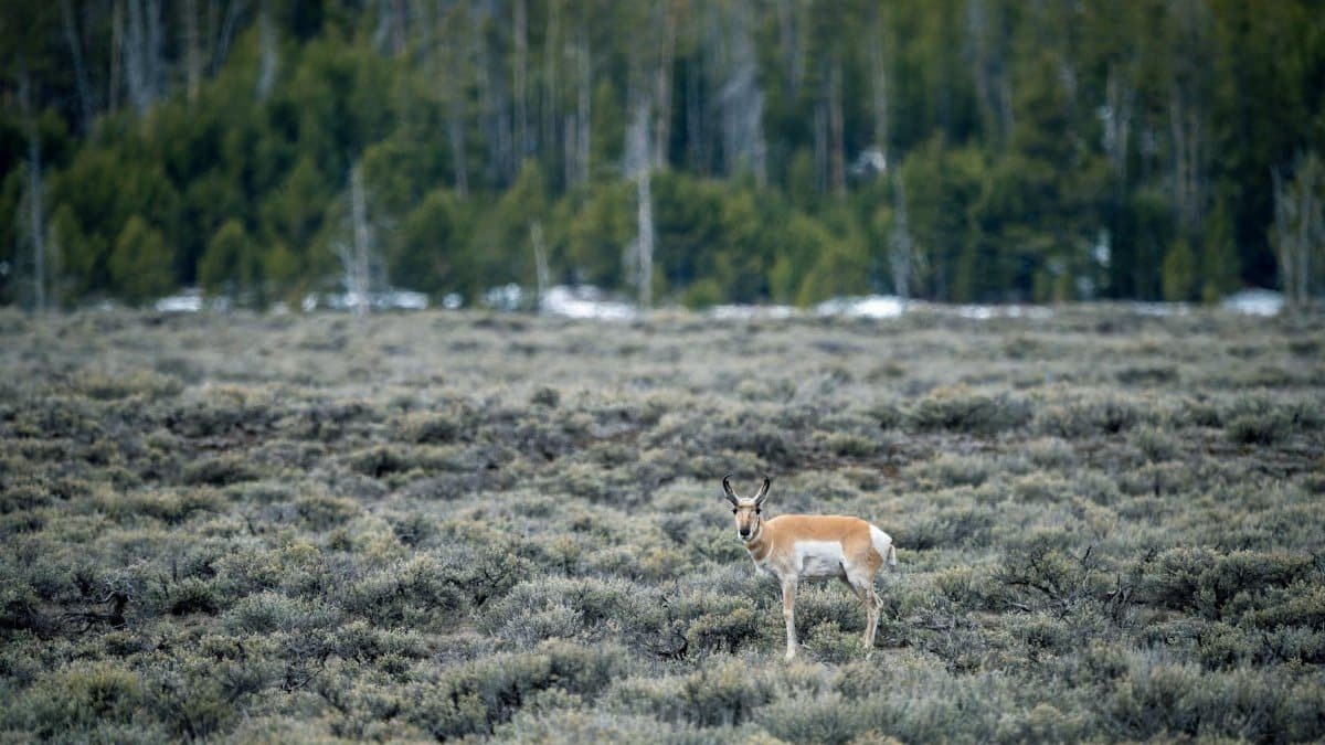 Pronghorn antelope standing in the grasslands of Stanley, Idaho with a forest backdrop.