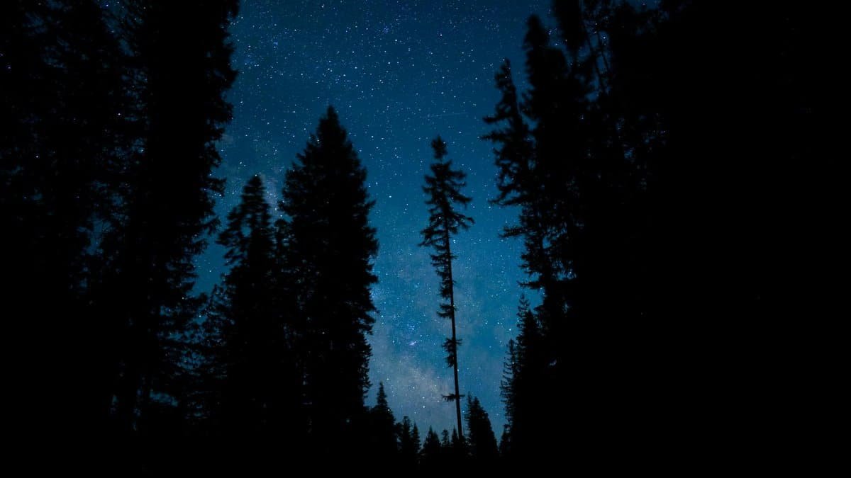 A breathtaking view of a starry night sky silhouetted by tall conifer trees in Naples, ID forest.