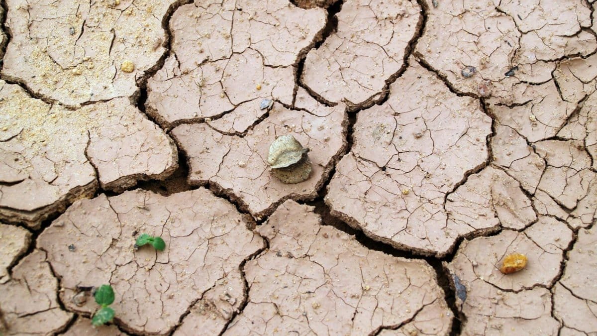Close-up of cracked dry earth with minimal vegetation, symbolizing drought.