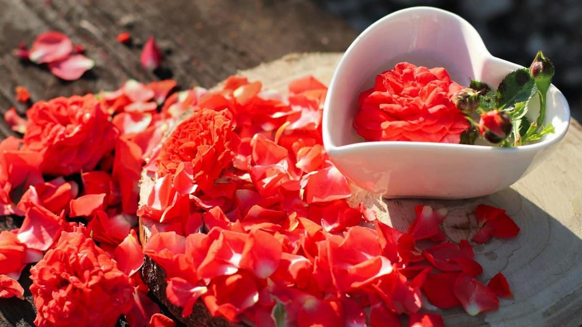 Heart-shaped white bowl with vibrant red rose petals on a rustic wooden surface, perfect for romantic themes.