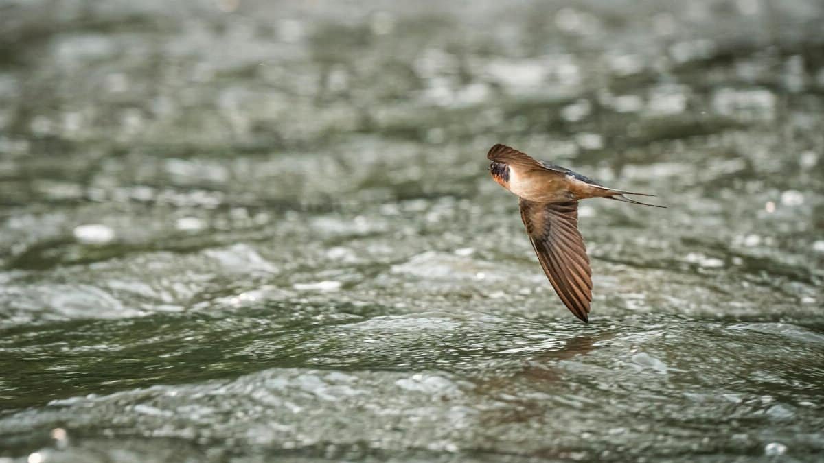 A barn swallow in flight above a shimmering water surface.
