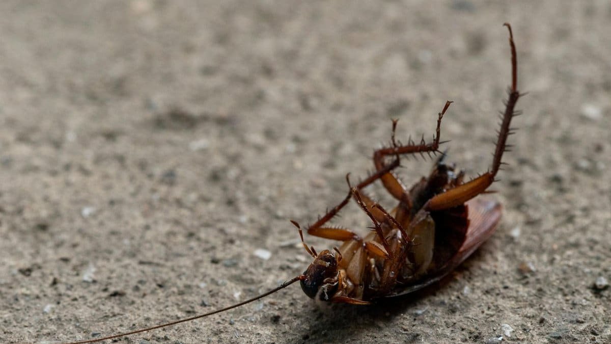 Macro shot of a dead cockroach lying on its back on concrete surface.