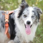 A joyful border collie dog with heterochromia standing in a field of wildflowers during the day.