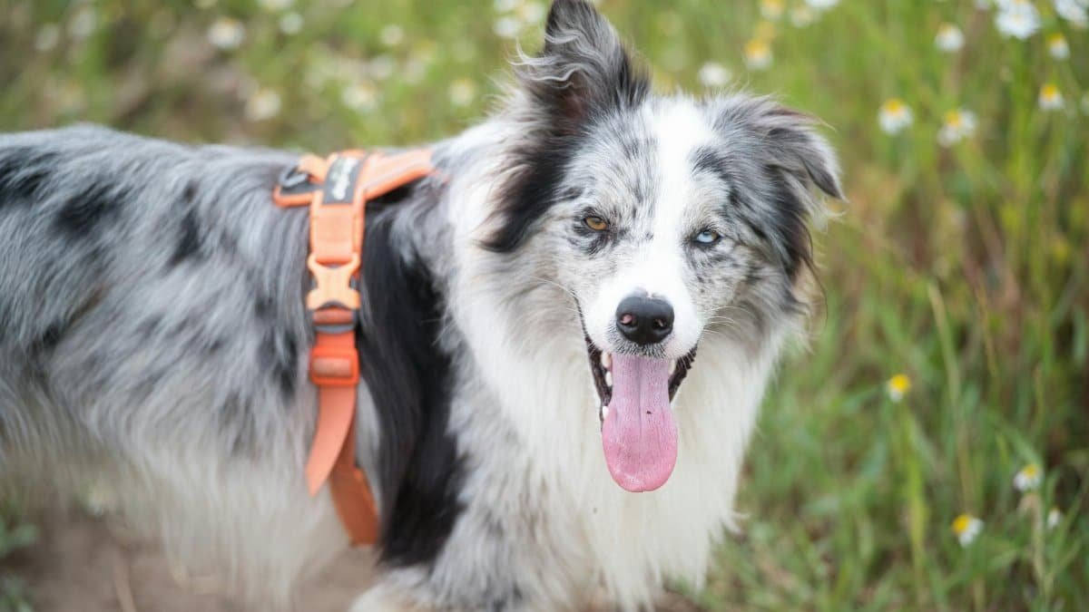 A joyful border collie dog with heterochromia standing in a field of wildflowers during the day.