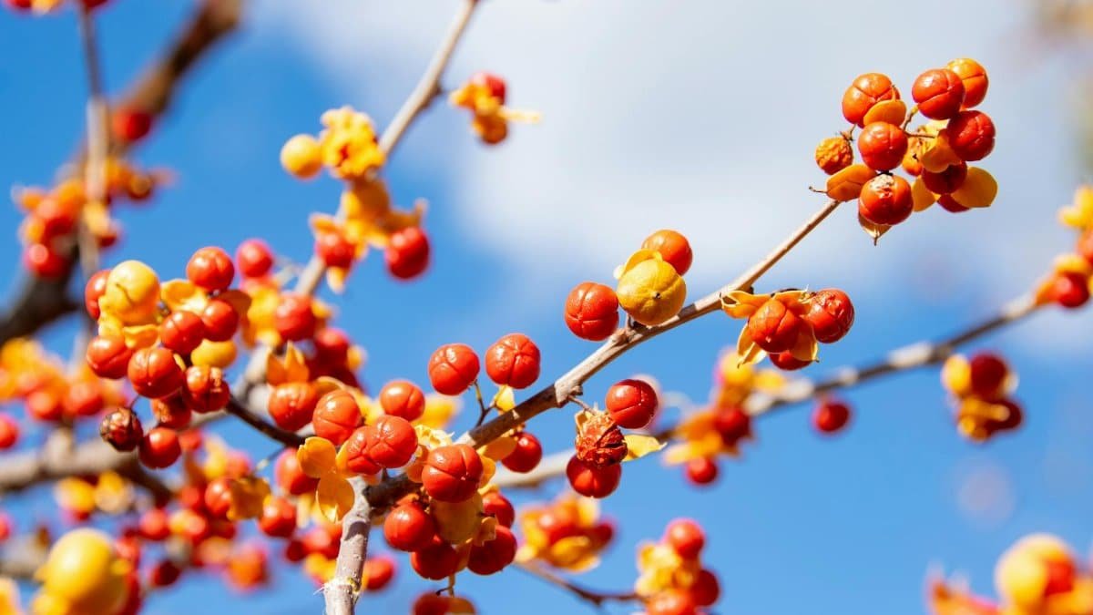Close-up of colorful bittersweet berries in autumn against a bright sky.