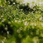 Close-up of wet grass with dew drops glistening in the morning sun.