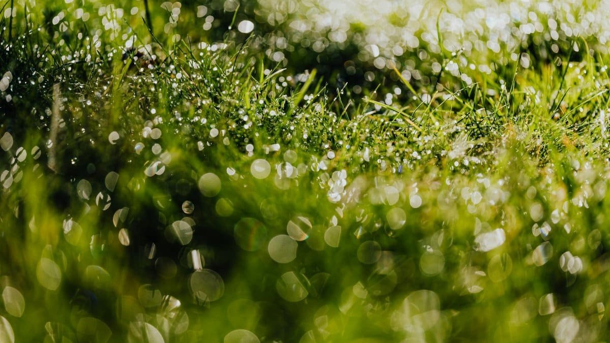Close-up of wet grass with dew drops glistening in the morning sun.