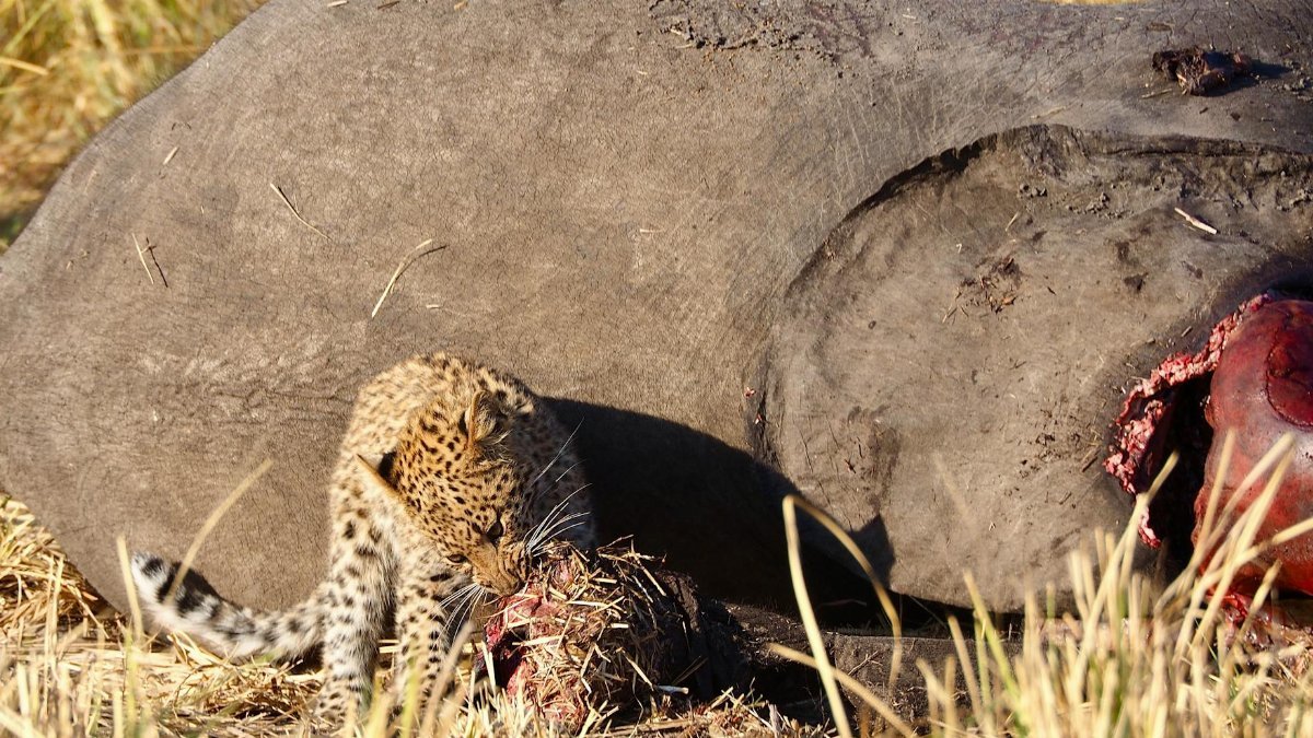 A leopard cub feeds on an elephant carcass in the savanna, highlighting wildlife survival.