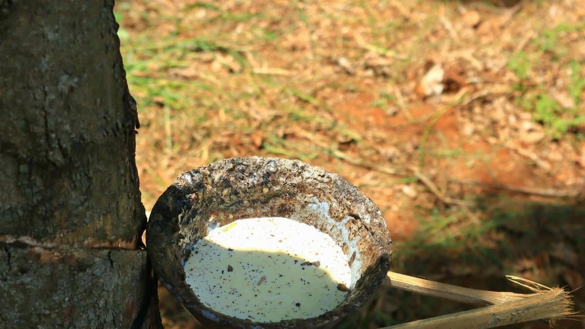 Close-up of latex collection from a rubber tree using a traditional tapping method.