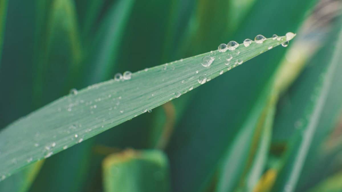 Macro shot of a green leaf with fresh dew droplets at dawn, highlighting natural purity.