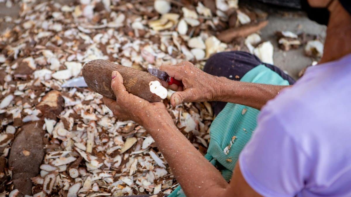 A woman expertly peels cassava root, surrounded by cassava peels, for culinary preparation.