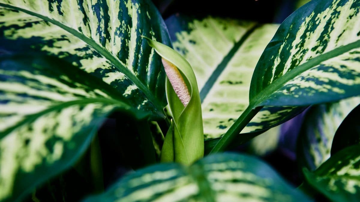 A detailed close-up of green dumb cane leaves showcasing beautiful patterns.