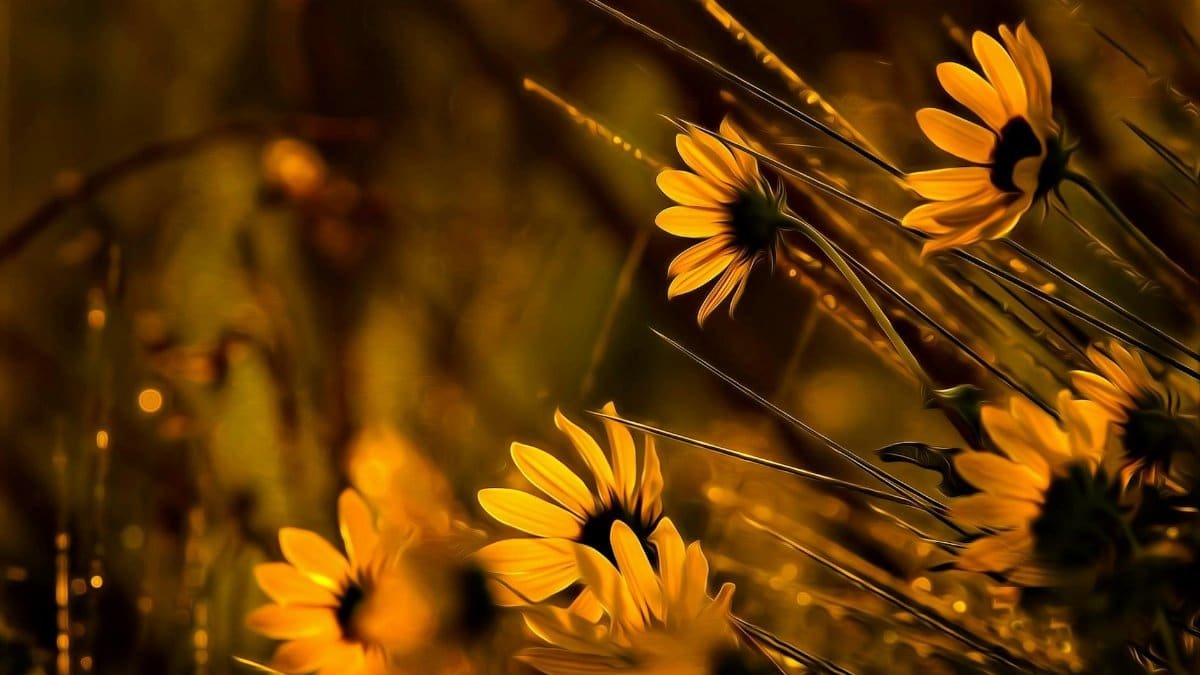 Beautiful fresh yellow paradox sunflowers growing in green meadow under bright sunset sky