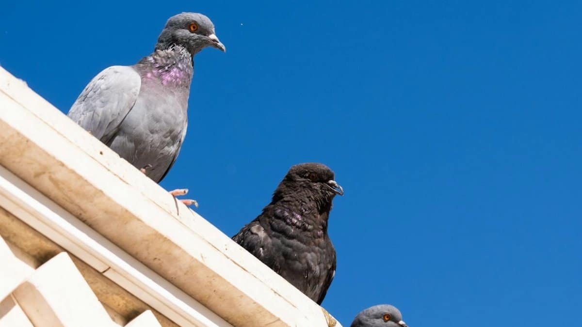 Three pigeons perched on a rooftop in İzmir, Türkiye, with a bright blue sky backdrop.