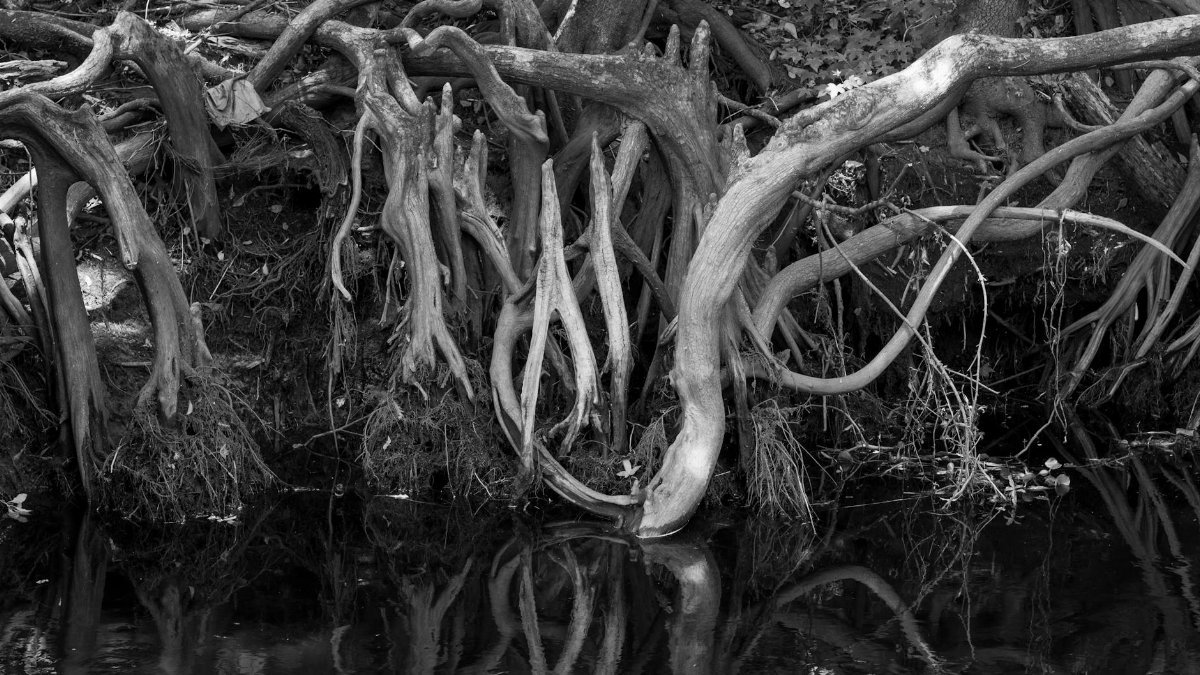 Monochrome image showcasing intricate tree roots by a reflective pond.