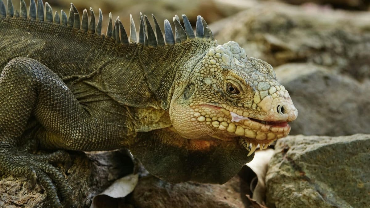 Detailed view of a Lesser Antillean Iguana on rocky terrain showcasing intricate scales and vibrant colors.