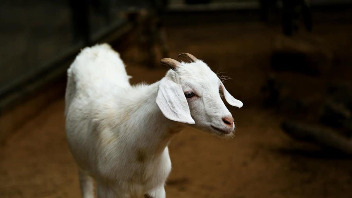 Charming white goat with small horns in rustic enclosure. Perfect for animal farm themes.