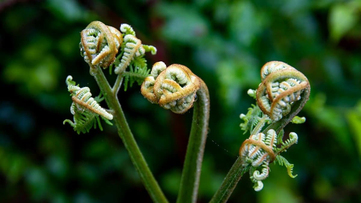 Close-up shot of young fern fiddleheads unfurling in a lush outdoor setting.
