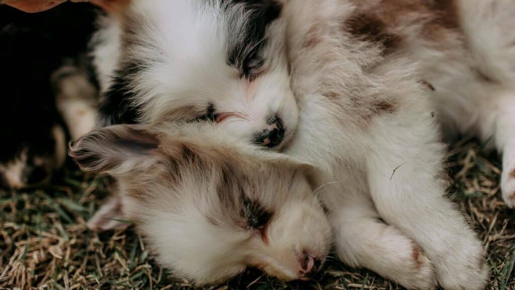 Two fluffy puppies peacefully sleeping on grass, showcasing innocence and warmth.