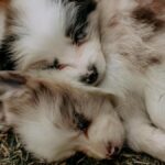 Two fluffy puppies peacefully sleeping on grass, showcasing innocence and warmth.